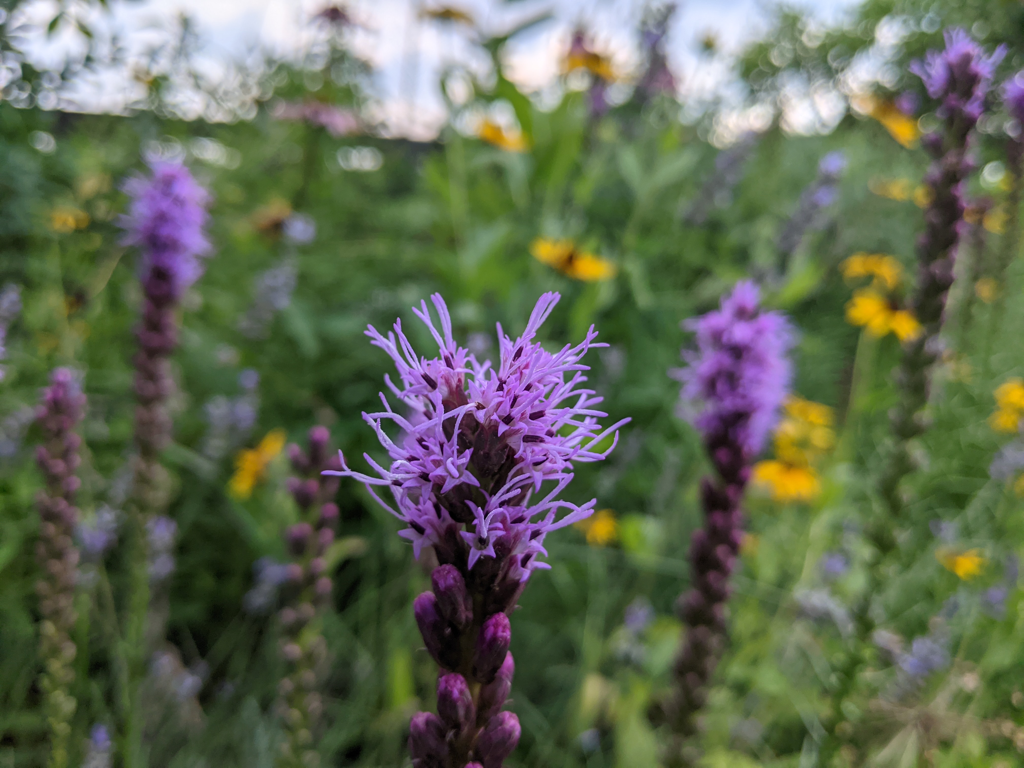 2021-Summer-native-flower-bed