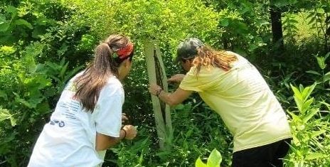 Tree Maintenance_tree shelter2